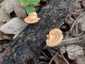 Sugaras likacsosgomba (Neofavolus alveolaris), Budai-hegység